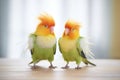 pair of lovebirds fluffing feathers in sync Royalty Free Stock Photo