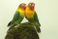 A pair of lovebirds are foraging on moss-covered ground. Royalty Free Stock Photo