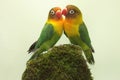 A pair of lovebirds are foraging on moss-covered ground. Royalty Free Stock Photo