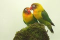 A pair of lovebirds are foraging on moss-covered ground. Royalty Free Stock Photo