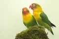 A pair of lovebirds are foraging on moss-covered ground. Royalty Free Stock Photo