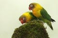 A pair of lovebirds are foraging on moss-covered ground. Royalty Free Stock Photo