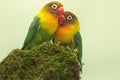 A pair of lovebirds are foraging on moss-covered ground. Royalty Free Stock Photo