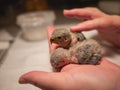 Pair of lovebirds in hand and finger caress. Closeup. Sleeping