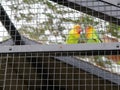 a pair of lovebirds in a net. green lovebird parrots sitting together Royalty Free Stock Photo