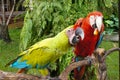 Pair of lovely blue-and-yellow macaw parrot birds Ara ararauna known as the blue-and-gold macaw sitting together Royalty Free Stock Photo