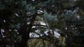 A pair of lovely common wood pigeons are sitting on a pine branch at raining day Royalty Free Stock Photo