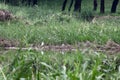 A pair of lovely egrets perched on the banks of a reedy wetland.. Royalty Free Stock Photo