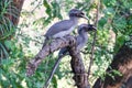 Couple of Grey Hornbills on branch