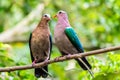 Pair of lover common emerald dove flirting on a branch Royalty Free Stock Photo