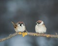 Pair of lovers of birds sitting on a branch in the garden