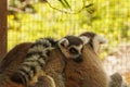 A pair of loving lemurs with fluffy hair. Royalty Free Stock Photo