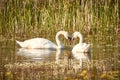 Pair of loving mute swans on a lake Royalty Free Stock Photo