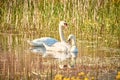 Pair of loving mute swans on a lake Royalty Free Stock Photo