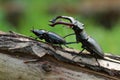 Pair of Lucanus cervus before copulation Royalty Free Stock Photo