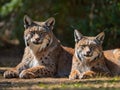 A pair of lynxes resting calmly in the sun in their enclosure Royalty Free Stock Photo