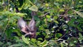 Fighting macaque monkeys, Da Nang, Vietnam