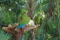 Pair of Macaw Parrots Royalty Free Stock Photo