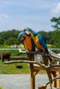 Pair macaw parrots in the wild Two parrots telling secrets Royalty Free Stock Photo