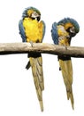 Pair of macaws Royalty Free Stock Photo