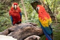 Pair of macaws ara macao, both looking sexy with their beautiful and multicolored typical of the Amazon and the jungles of Central