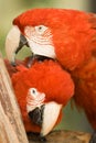 Pair of macaws Royalty Free Stock Photo