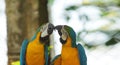 Pair of macaws on white background in Ecuadorian amazon. Common names: Guacamayo or Papagayo