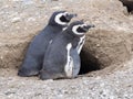 A pair of Magellanic Penguin, Spheniscus magellanicus on nesting burrows, Isla Magdalena, Patagonia, Chile