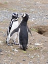 A pair of Magellanic Penguin, Spheniscus magellanicus on nesting burrows, Isla Magdalena, Patagonia, Chile