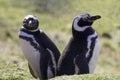 Pair of Magellanic penguins. Falkland Islands.