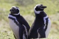 Pair of Magellanic penguins. Gypsy Cove, Falkland Islands. Royalty Free Stock Photo