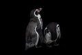 A pair of Magellanic penguins isolated on black, Spheniscus magellanicus