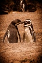 The pair of Magellanic Penguins