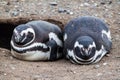 Pair of Magellanic Penguins