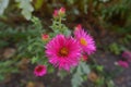 Pair of magenta-colored flowers of Michaelmas daisies in mid October Royalty Free Stock Photo