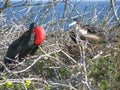 A pair of Magnificent Frigate in breeding season with an inflated red punch like a balloon. A Galapagos Islands, Ecuador bird. Royalty Free Stock Photo