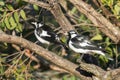 Pair of magpie lark together in branch in tree