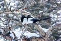 Magpie Pair in a Cottonwood Tree