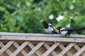 Pair of Magpies. Two for joy! Royalty Free Stock Photo