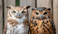 Pair of Majestic Owls with Piercing Eyes Royalty Free Stock Photo