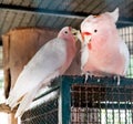 Pair of Major mitchell's cockatoo