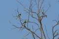 Pair of Malabar Pied Hornbills in Tree