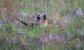 A pair of male common pheasants Phasianus colchicus fighting