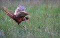 Male common pheasants Phasianus colchicus fighting