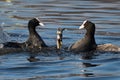 Pair of male coots flighting for terrirory
