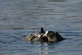 Pair of male coots flighting for terrirory