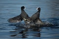 Pair of male coots flighting for terrirory