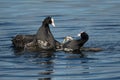 Pair of male coots flighting for terrirory