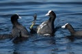 Pair of male coots flighting for terrirory