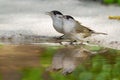 A pair of male eurasian blackcap refreshing and drinking water from shore